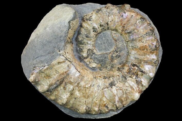 Rare, Horned Ammonite (Prionocyclus) Fossil in Rock - Kansas #154211